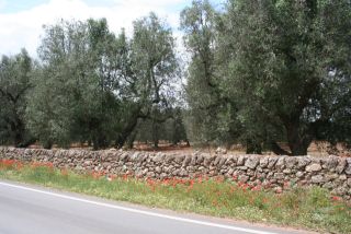 12_21_maggio_2007_foto_costa_salentina_jonica_02