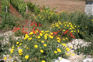 12_21_maggio_2007_foto_fiori_strada_01.jpg