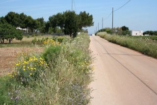 12_21_maggio_2007_foto_fiori_strada_02.jpg