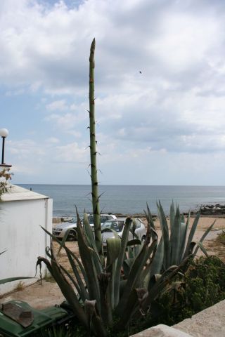 12_21_maggio_2007_foto_sm_leuca_13
