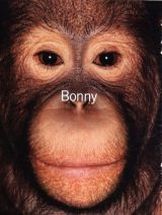 a_bonny