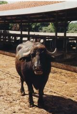 bufala_01