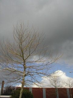 dongen_june_04_02