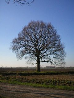 dongen_june__04_05