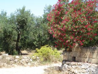 ferie_charles_puglia_01_18giu_2007