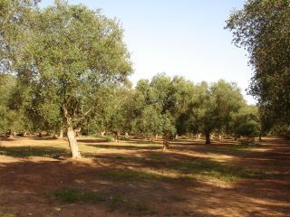 ferie_charles_puglia_02_18giu_2007