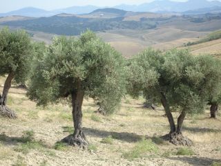 ferie_charles_puglia_03_15giu_2007