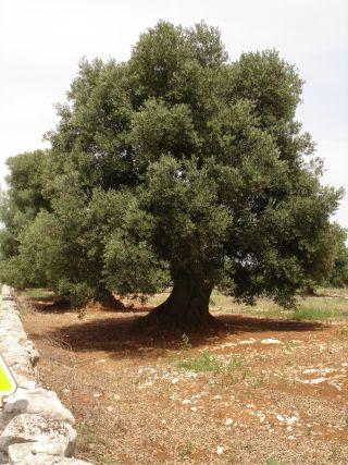 ferie_charles_puglia_05_20giu_2007