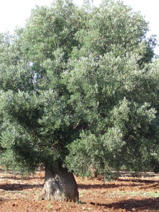 ferie_charles_puglia_06_20giu_2007