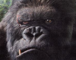 gorilla_incazzato_01