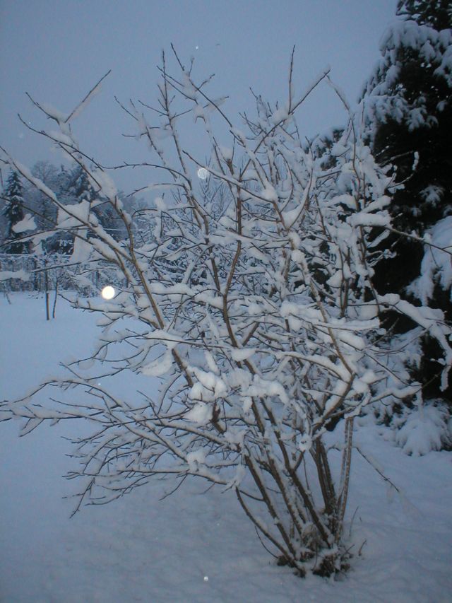 novembre_22_2008_05