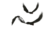 uccelli_02