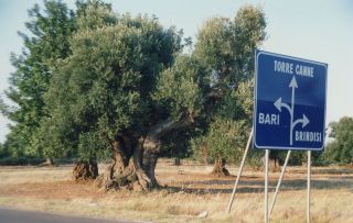 ulivi_02a