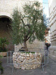 bari_san_nicola_in_cattedrale_02